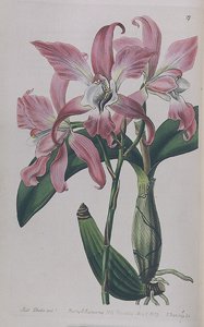Coryanthes MacranthaがI. Ridgwayから出版された、1839年 作： Miss Drake